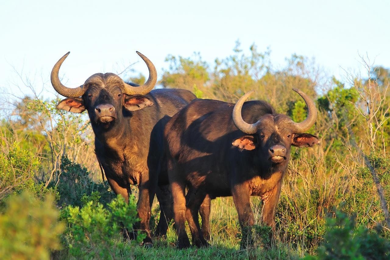 Kariega Game Reserve Ukhozi Lodge Kenton on Sea Exterior foto